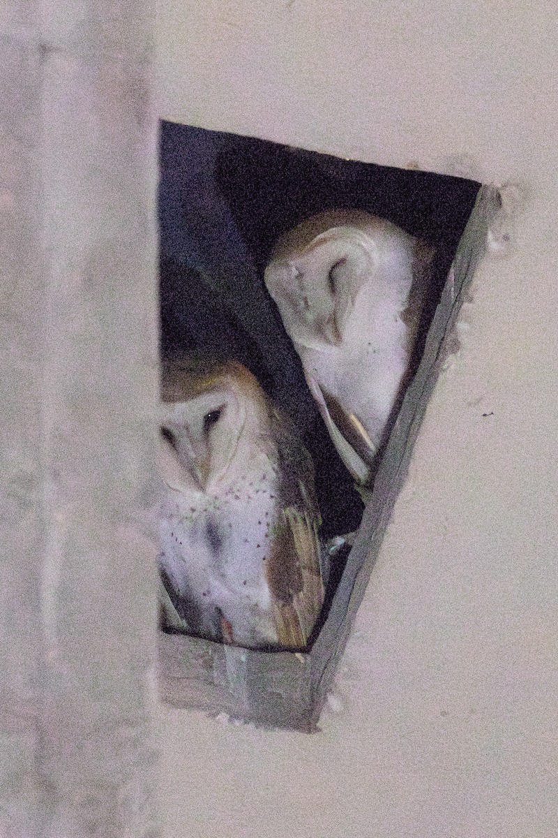 American Barn Owl (White-winged) - ML634072252