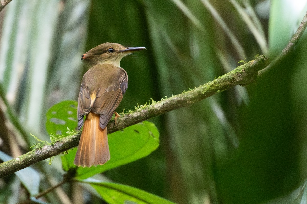 Tropical Royal Flycatcher (Northern) - ML634072322