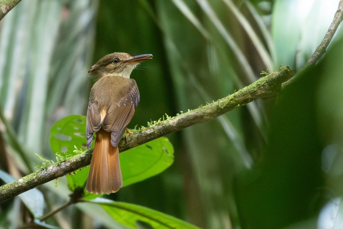 Tropical Royal Flycatcher (Northern) - ML634072323