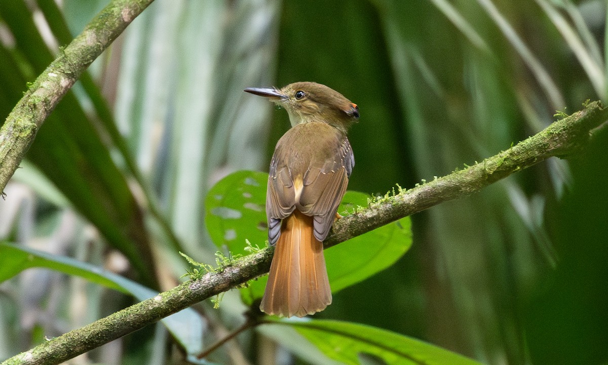 Tropical Royal Flycatcher (Northern) - ML634072324