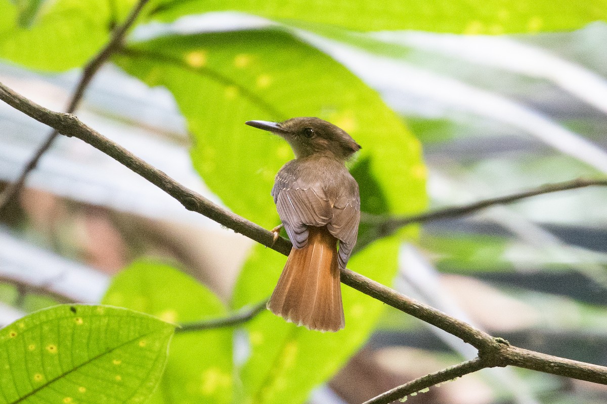 Tropical Royal Flycatcher (Northern) - ML634072326