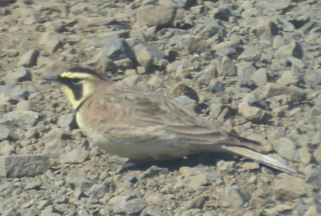Horned Lark - ML634072370