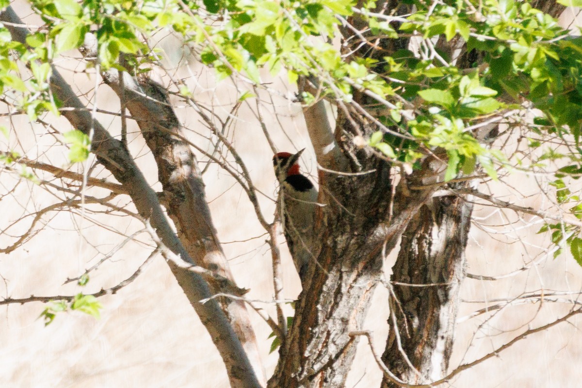 Red-naped Sapsucker - ML634072503