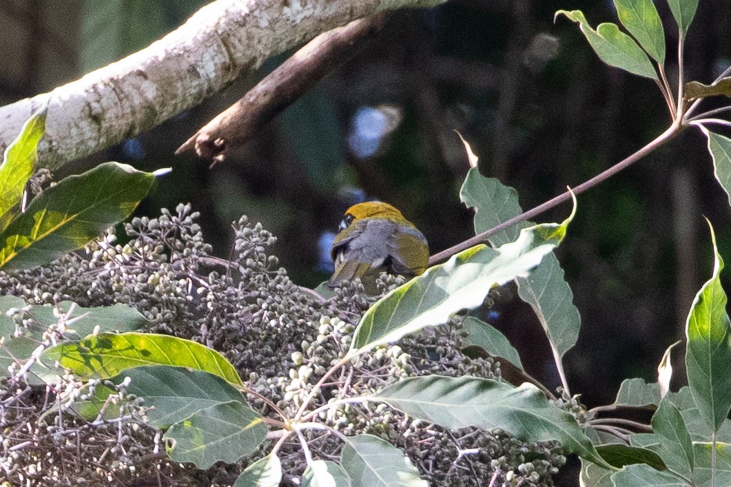 Black-faced Grosbeak - ML634072555