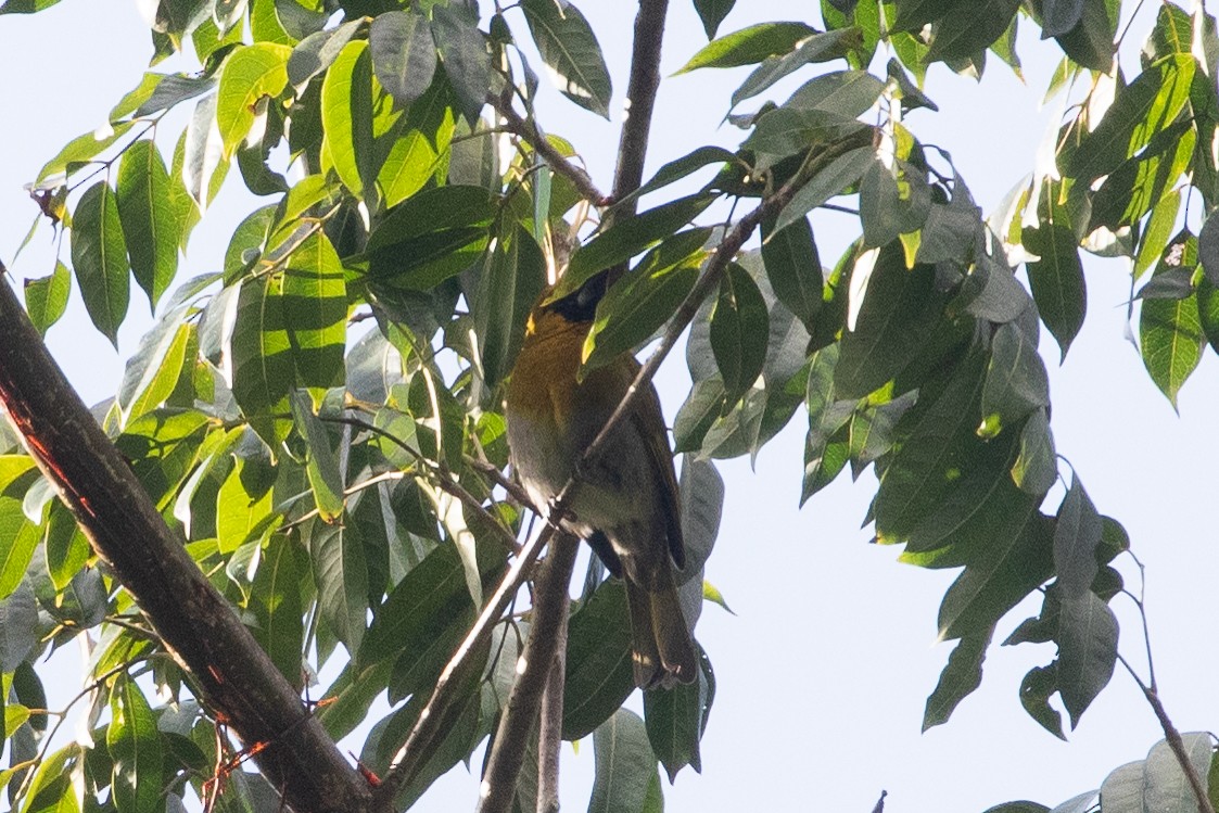 Black-faced Grosbeak - ML634072556
