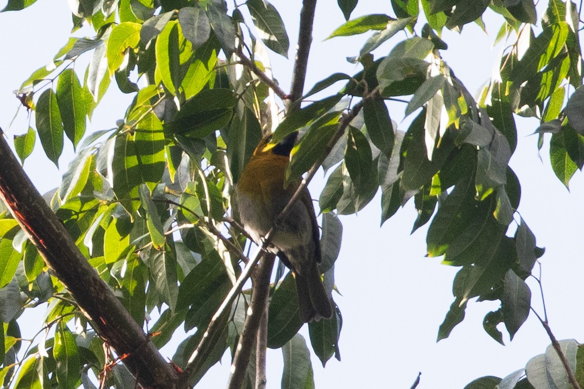 Black-faced Grosbeak - ML634072557