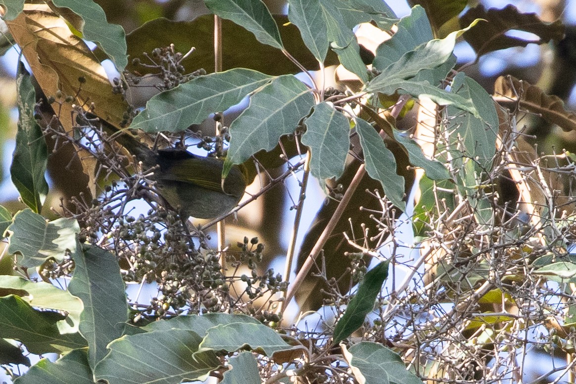 Black-faced Grosbeak - ML634072558