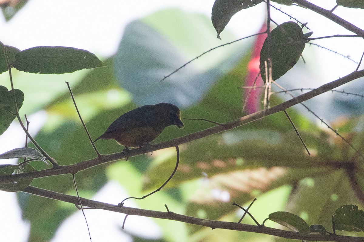 Olive-backed Euphonia - ML634072559