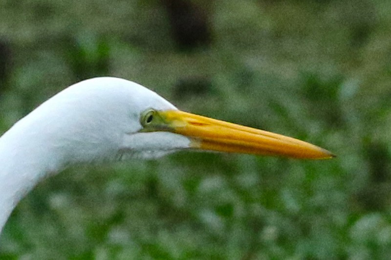 Great Egret - J. Simón Tagtachian