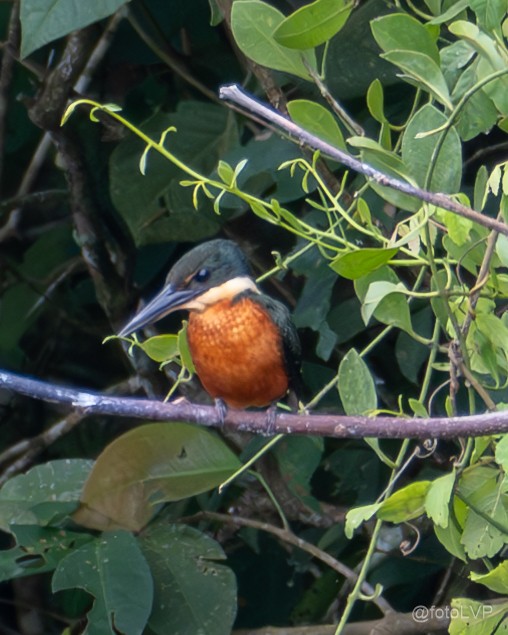 Green-and-rufous Kingfisher - ML634072615