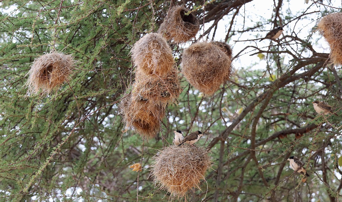 Black-capped Social-Weaver - ML634072671
