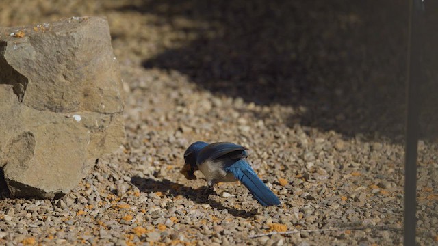 California Scrub-Jay - ML634072818