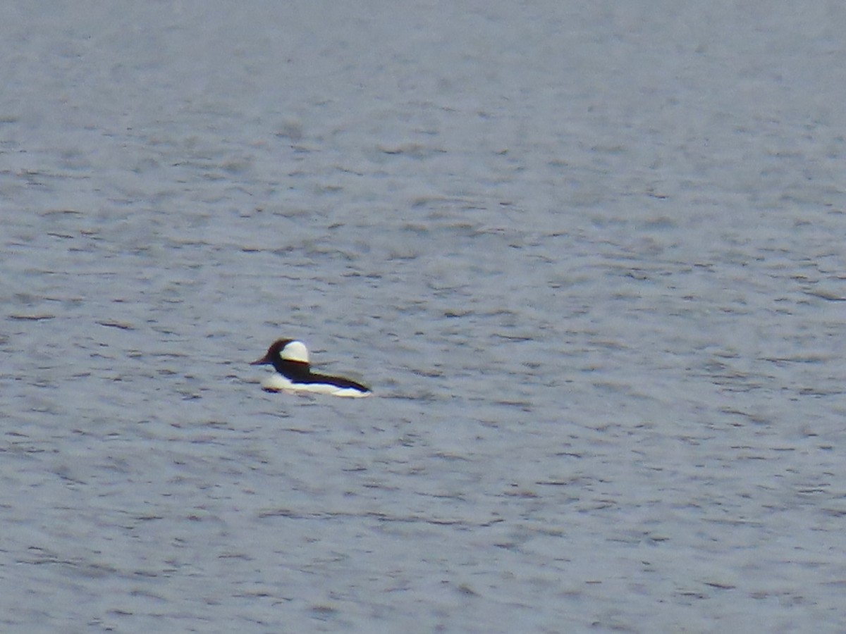 Bufflehead - ML634072836