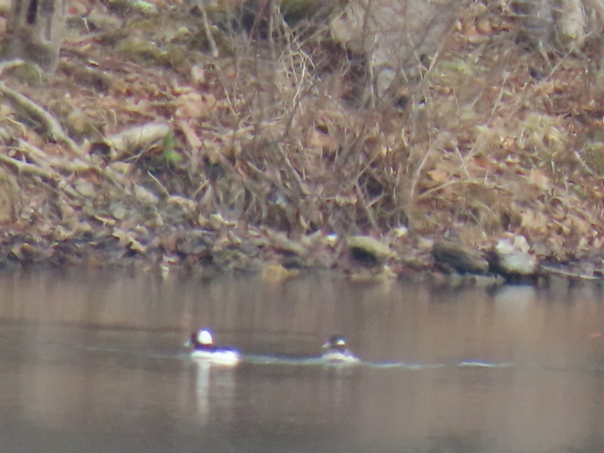 Bufflehead - ML634072837