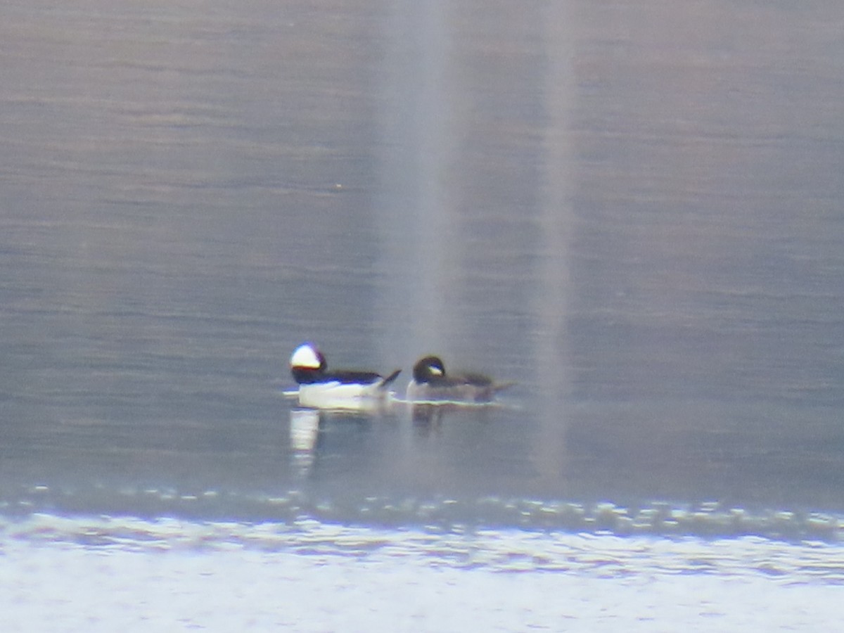 Bufflehead - ML634072838