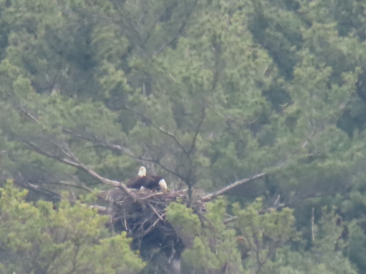 Bald Eagle - ML634072857