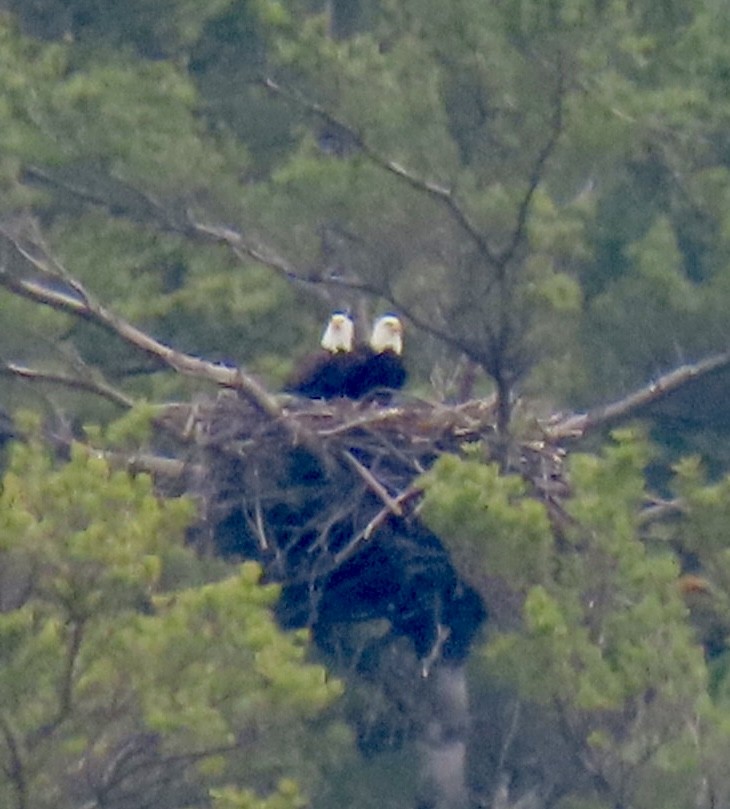 Bald Eagle - ML634072858