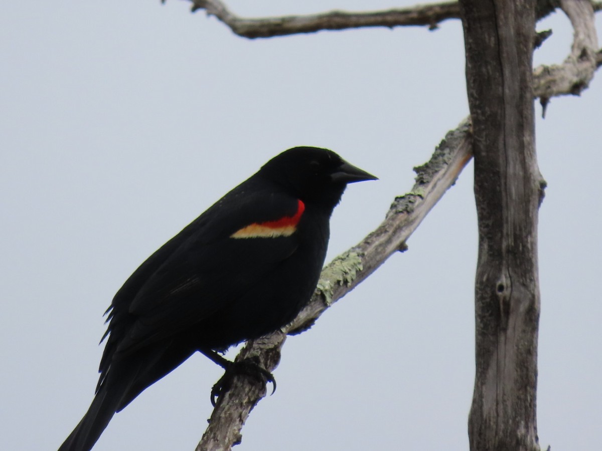 Red-winged Blackbird - ML634072869