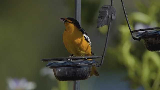 Bullock's Oriole - ML634072883