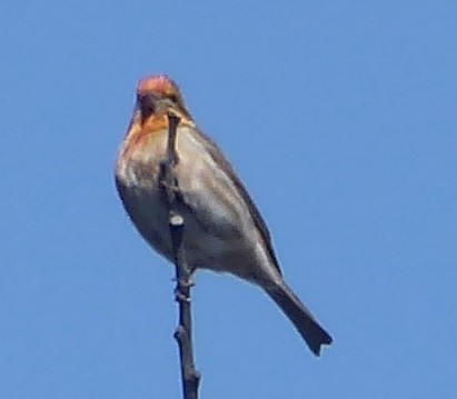 Cassin's Finch - ML634072900