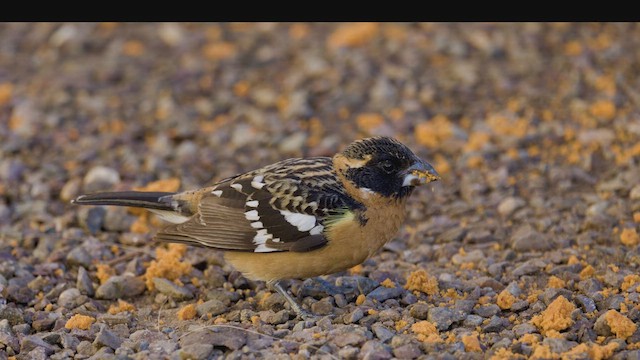 Black-headed Grosbeak - ML634072904
