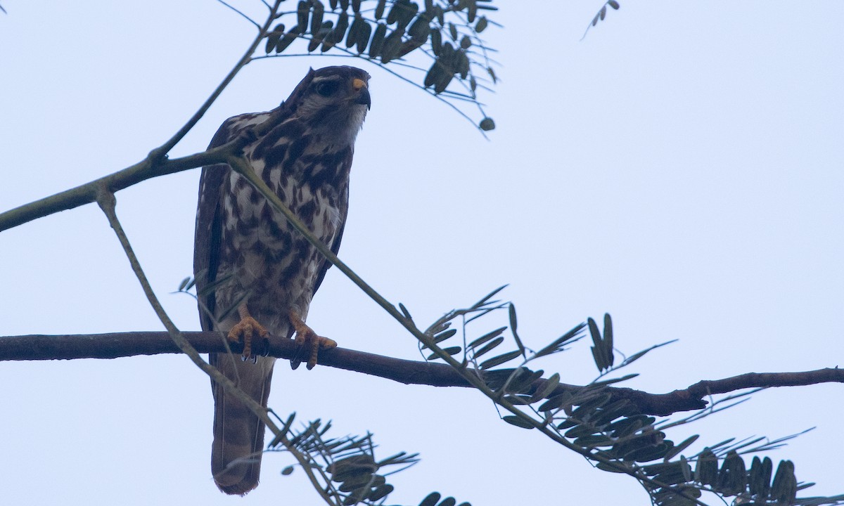 Gray Hawk - ML634072918