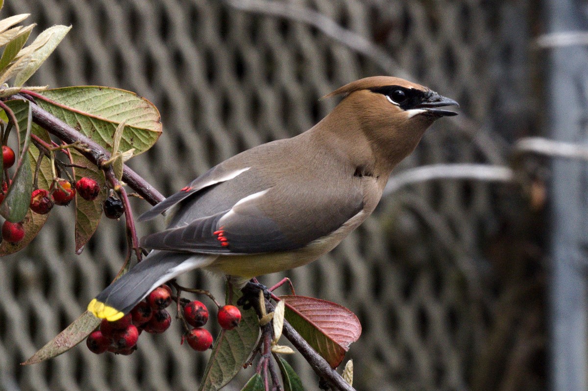 Cedar Waxwing - ML634073087