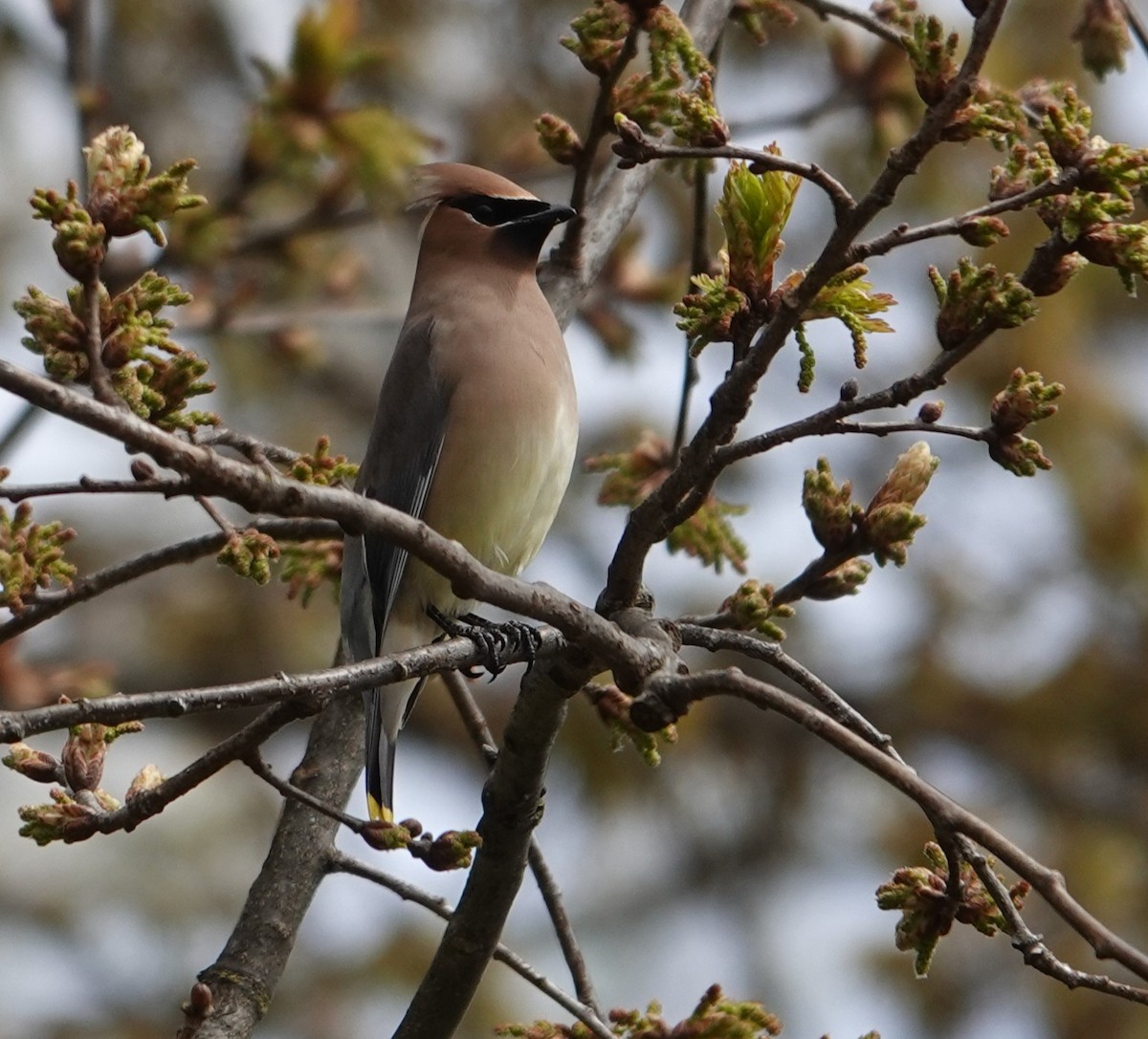 Cedar Waxwing - ML634073137