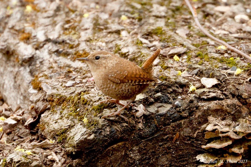 Winter Wren - ML634073215