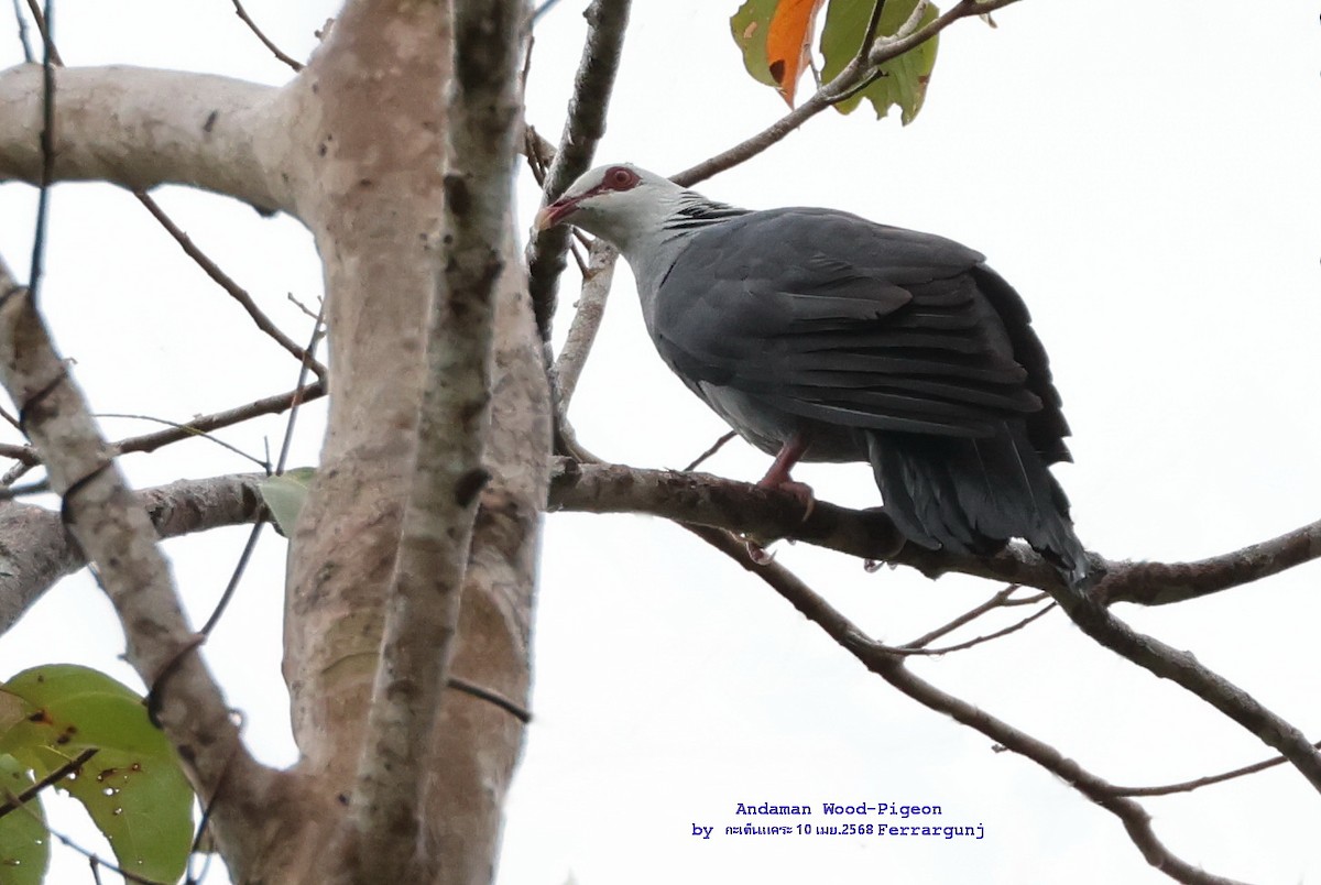 Andaman Wood-Pigeon - ML634073228