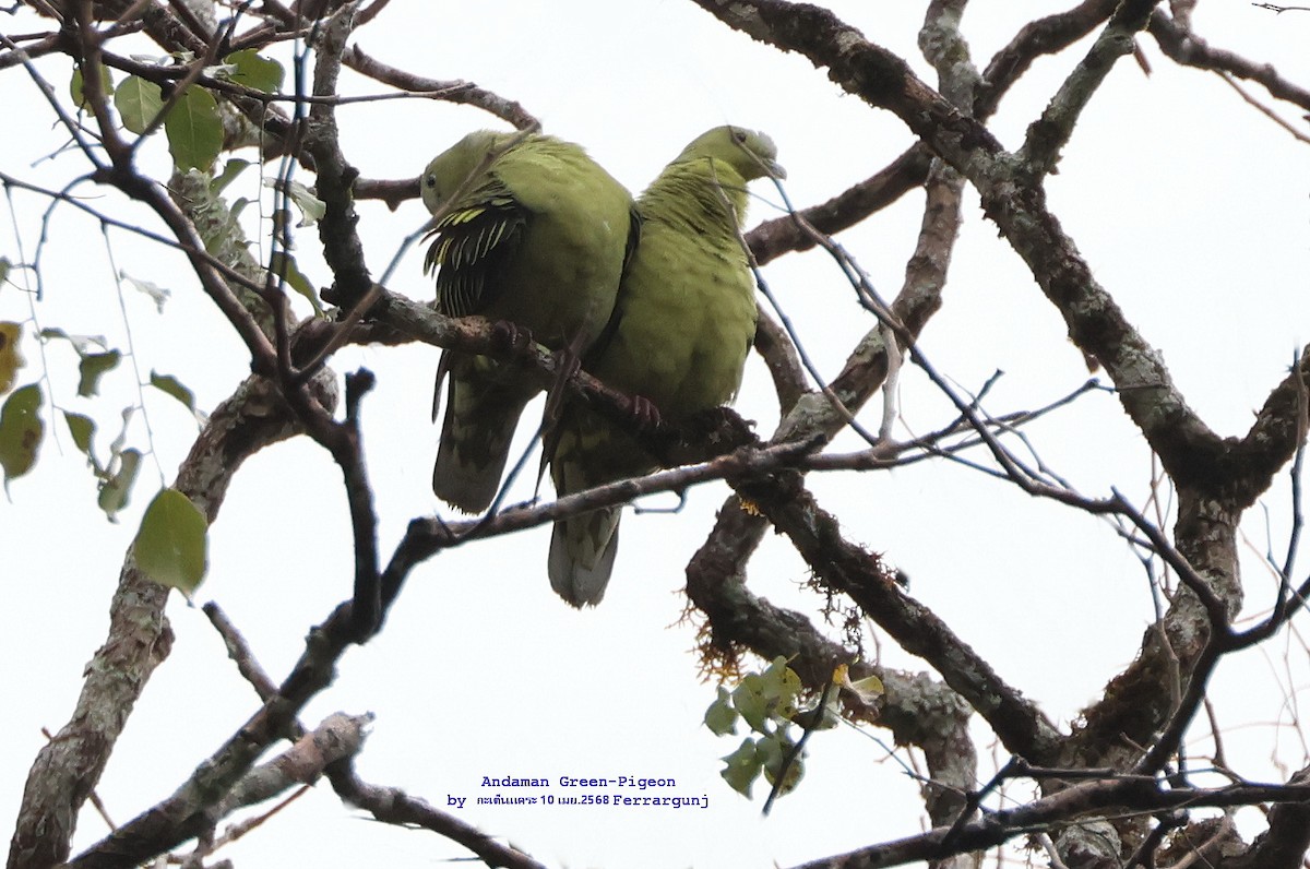 Andaman Green-Pigeon - ML634073235