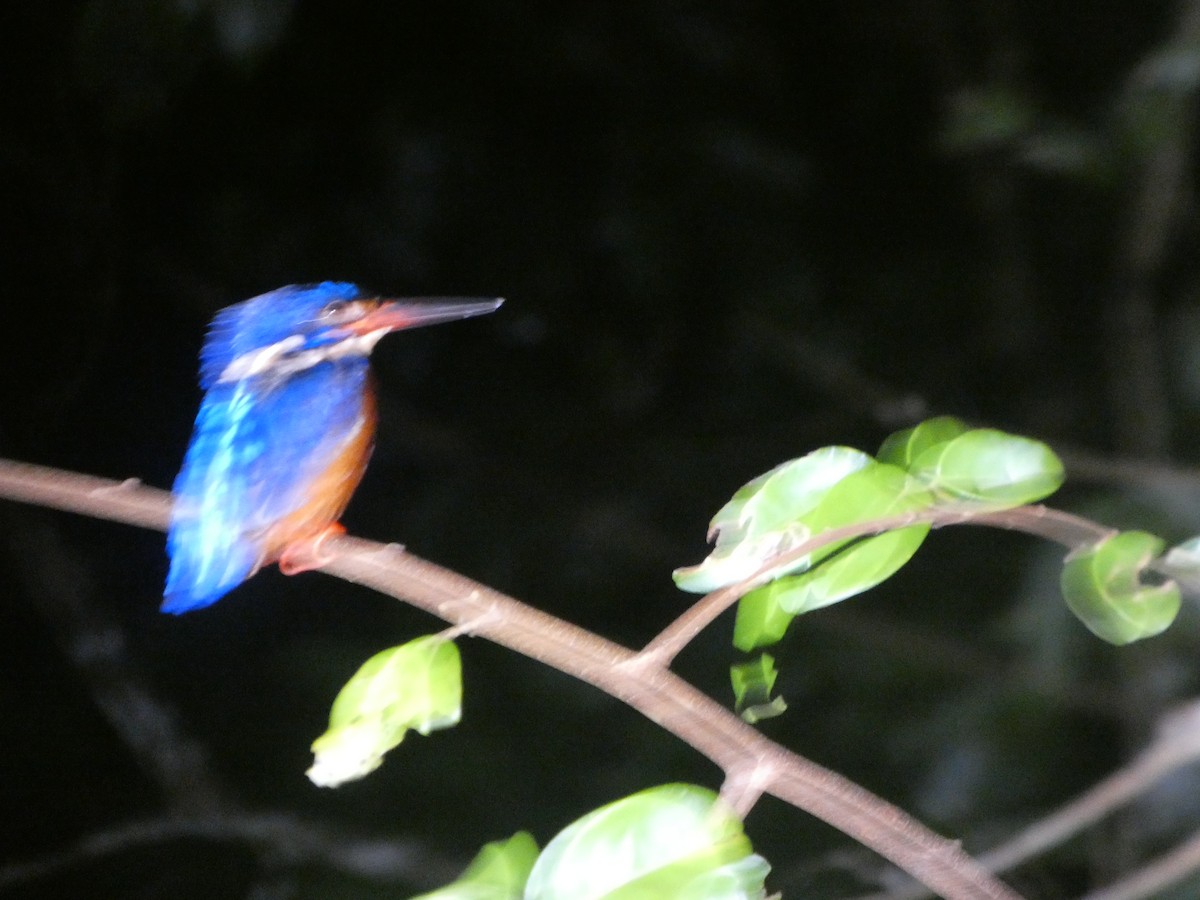 Blue-eared Kingfisher - ML634073243