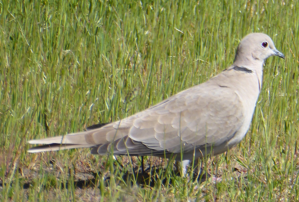 Eurasian Collared-Dove - ML634073283