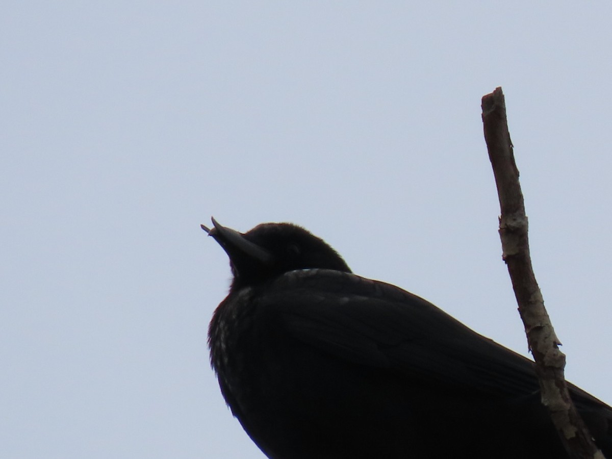 American Crow - ML634073284