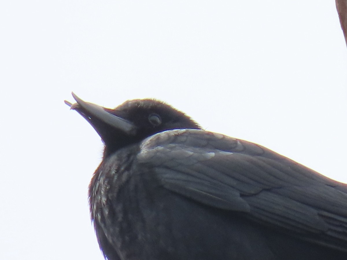 American Crow - ML634073285