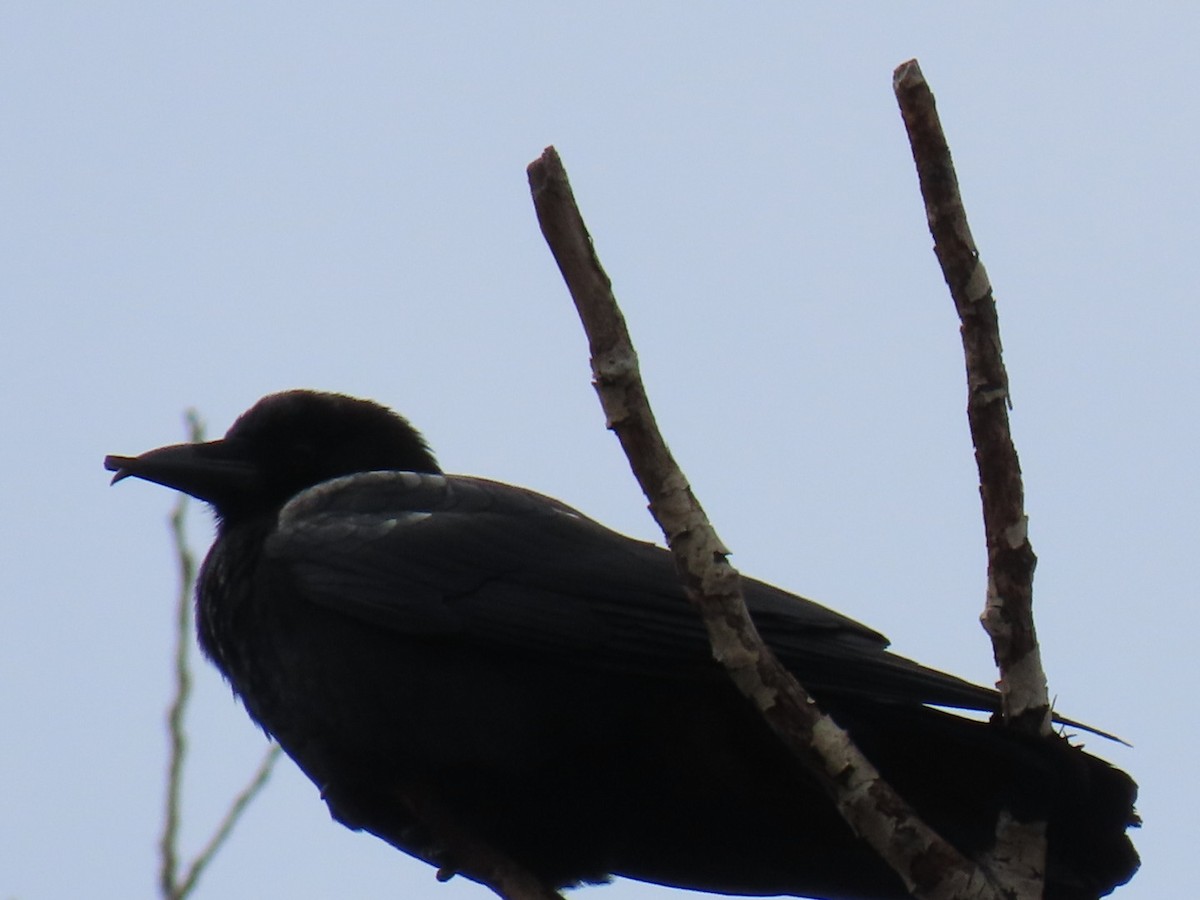 American Crow - ML634073286