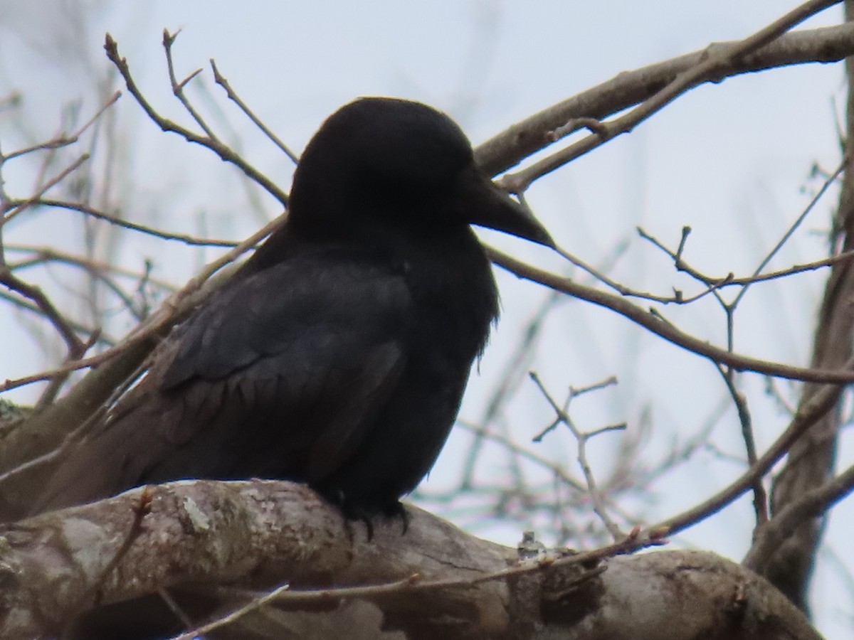 American Crow - ML634073298