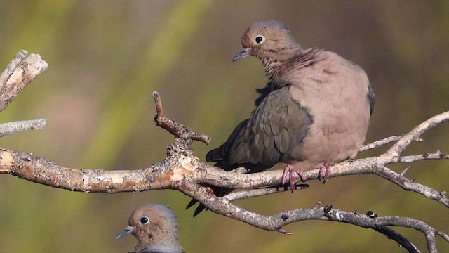 Mourning Dove - ML634073753