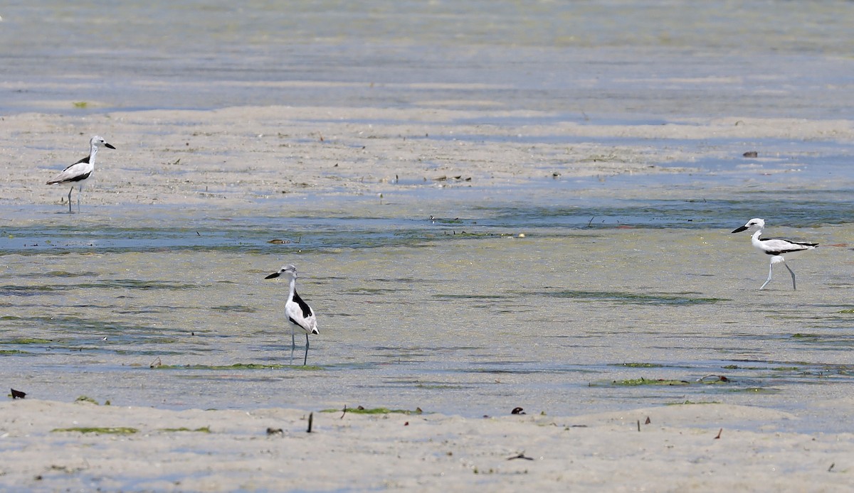 Крабоїд - ML634073855