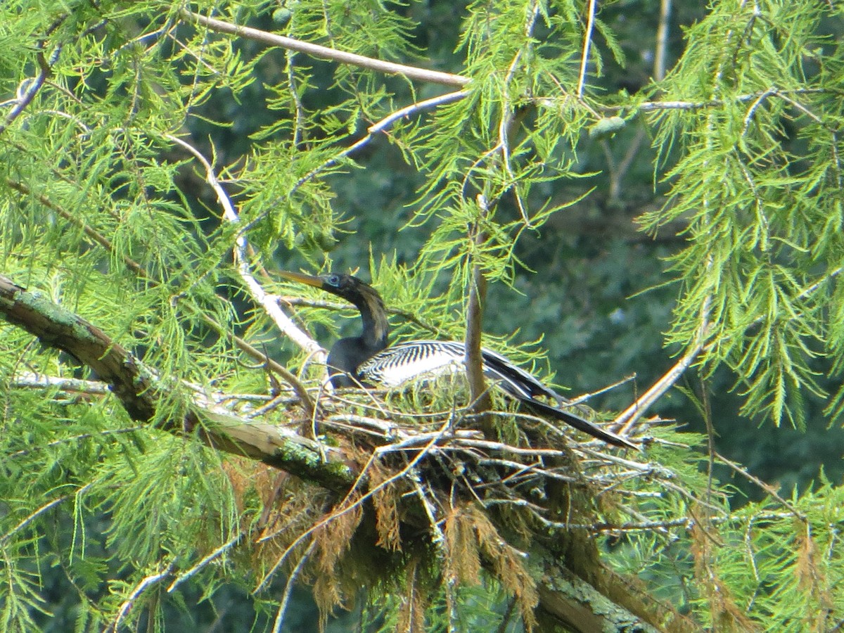 Anhinga - David Youker