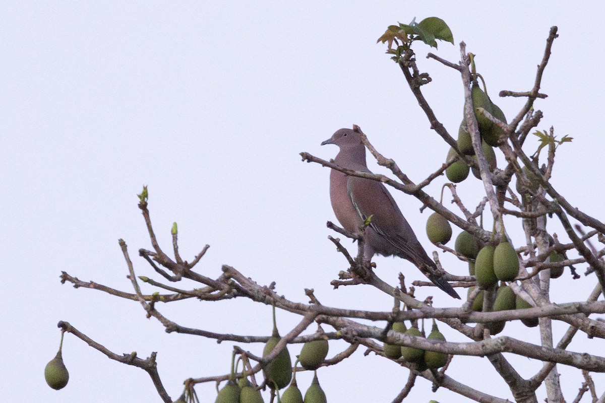 Plain Pigeon - ML634073917