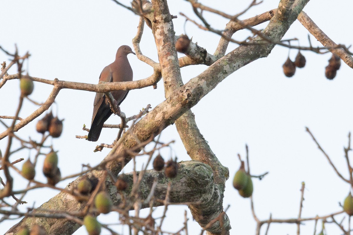 Plain Pigeon - ML634073918