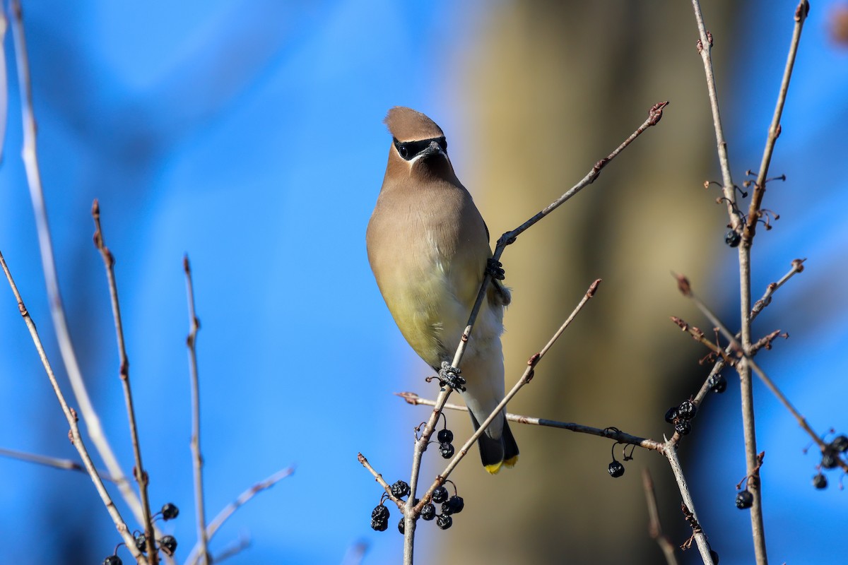 Cedar Waxwing - ML634073934