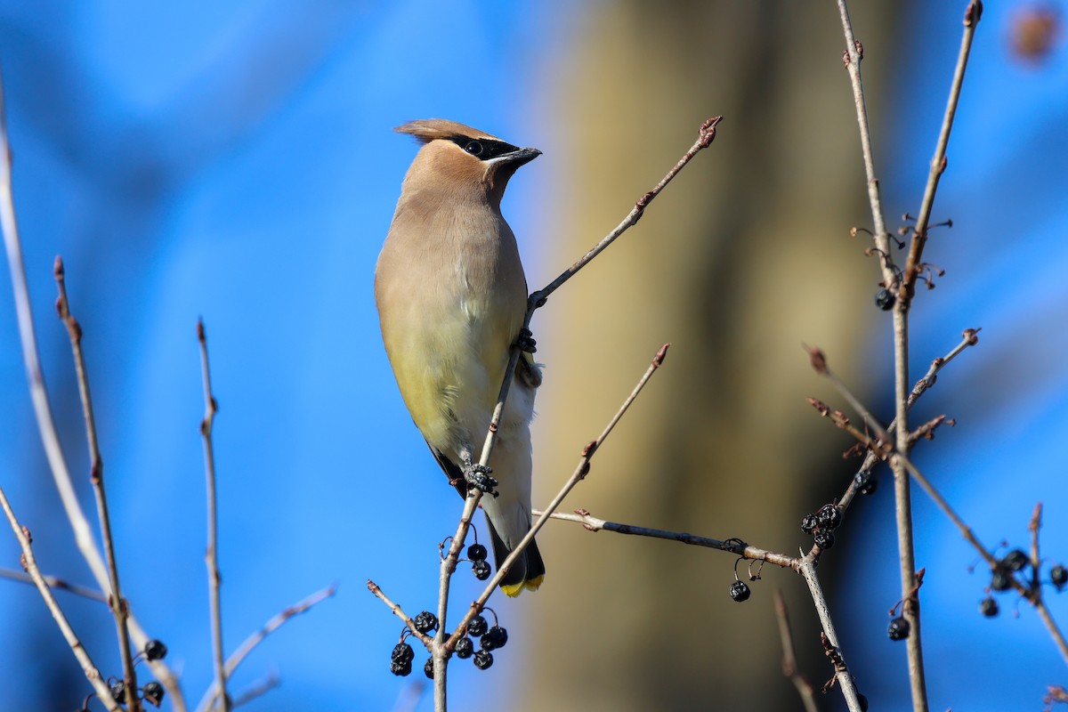Cedar Waxwing - ML634073935