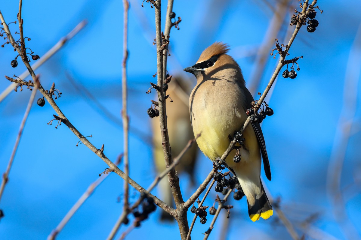 Cedar Waxwing - ML634073936