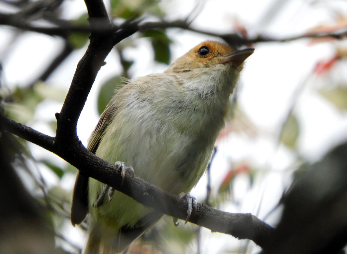 Fulvous-faced Scrub-Tyrant - ML634073954