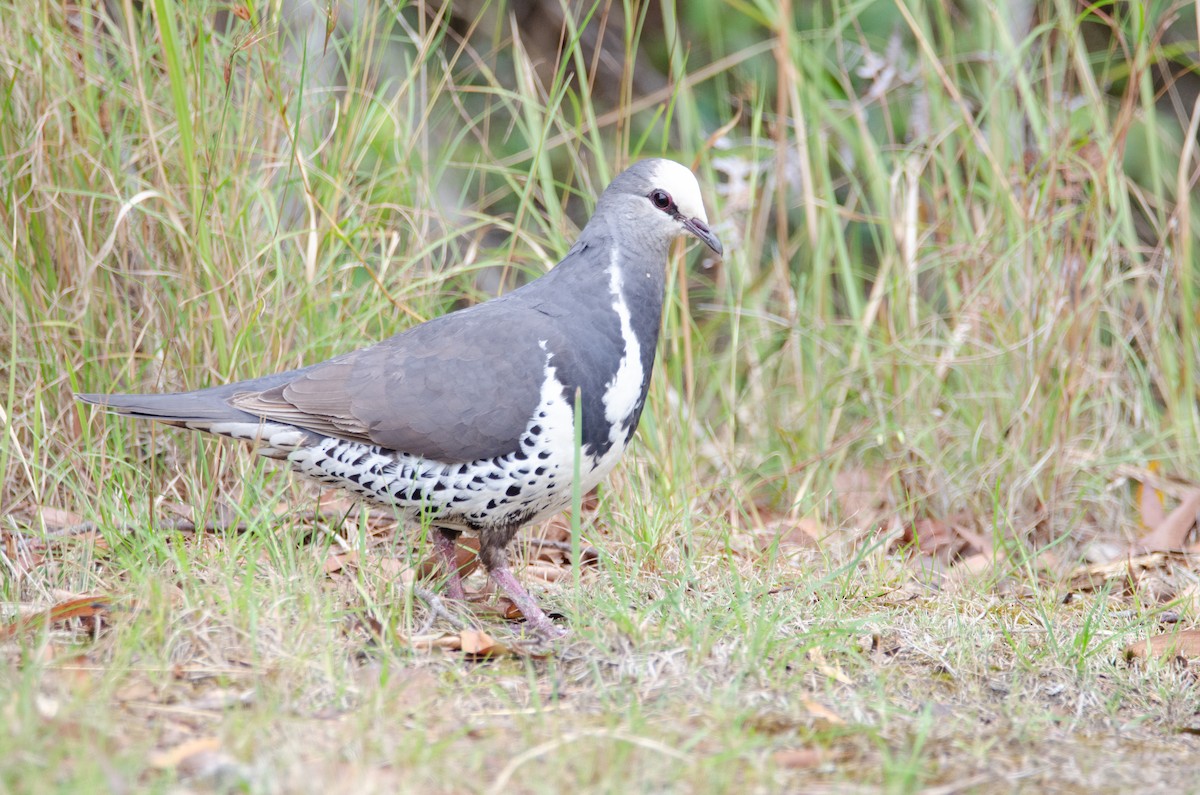 Wongataube - ML634073957