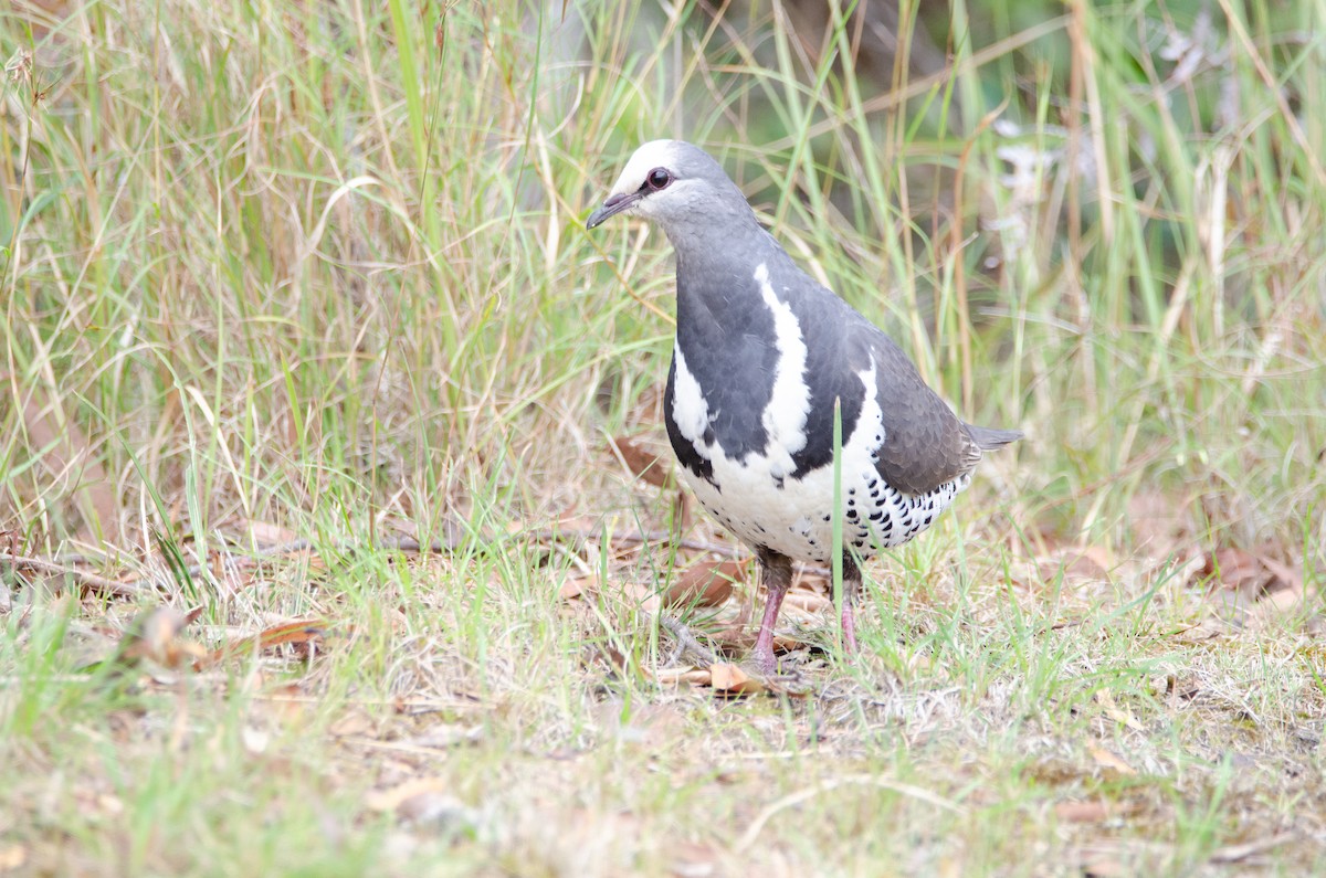 Wongataube - ML634073959