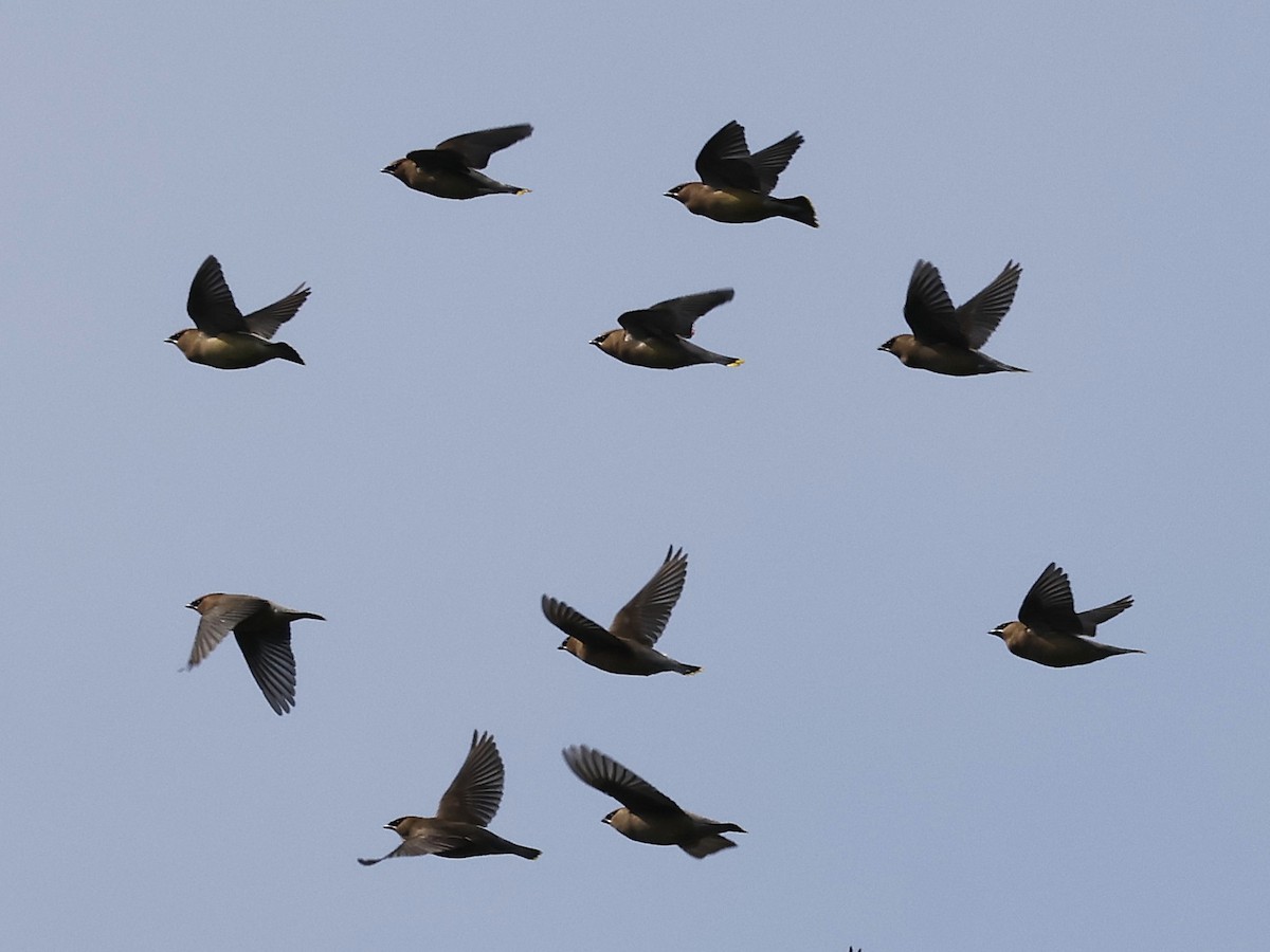 Cedar Waxwing - ML634074052