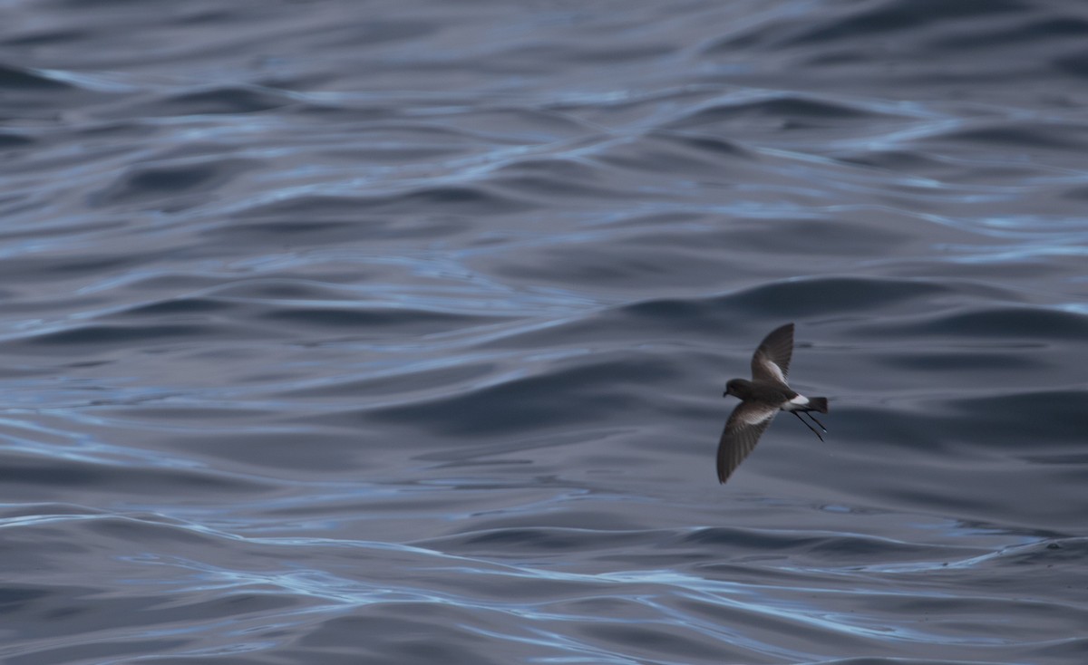 Pincoya Storm-Petrel - ML634074228